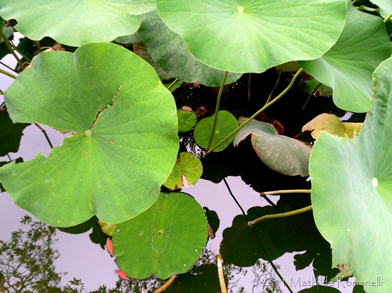 Lotus et Nénufar Lotus et Nénufar