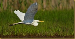 bnsbl   Great Egret flight_ROT4357   NIKON D3S June 04, 2011