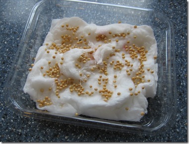 mustard-white-seed-growing-on-cotton-wool-in-clear-plastic-container-germinating-sprouting-after-1-day-seeds-cracking-open-closeup-1-JR