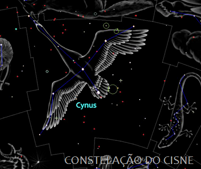 Cygnus - ilustração Cygnus - ilustração