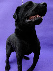 FRIJOL macho, jóven, labrador
Lo encontraron atropellado y está en recuperación de cirugía de ortopedia en su patita, por lo que necesita atención y cuidado. Por su peso y el problema de su pata, necesita actividad moderada. No le gustan los gatos. Super buen perro, muy cariñoso con todos.