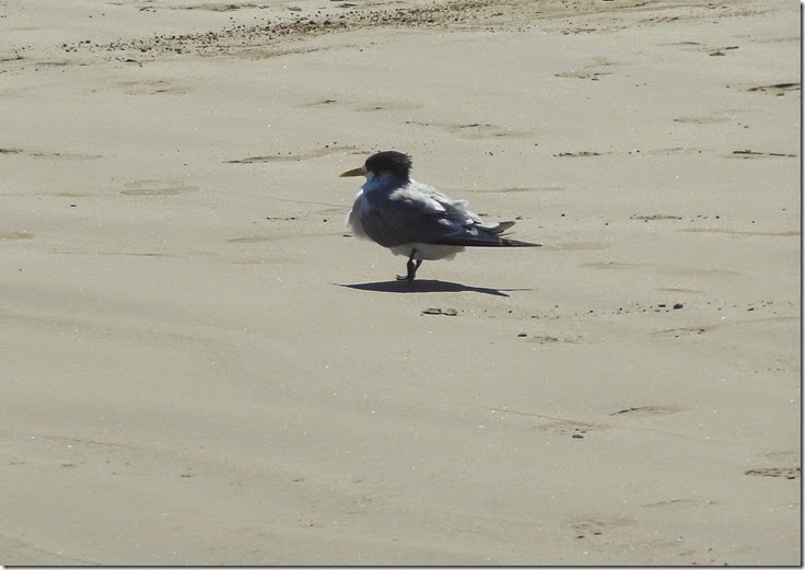 crested tern cutie