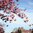 The Smell of Spring