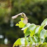 Pássaros maravilhosos - Boquete - Panamá
