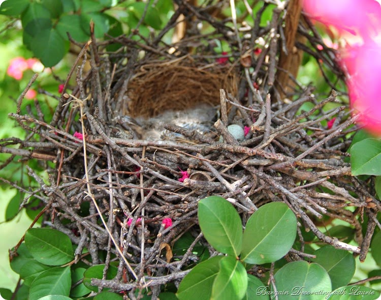 Mocking Bird Nest 1