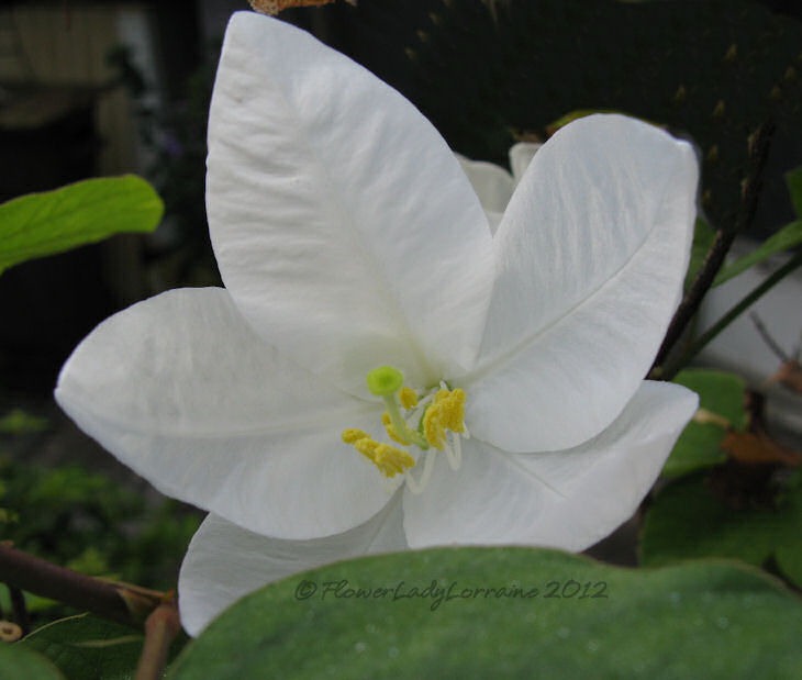 [10-06-dwarf-white-orchid%255B4%255D.jpg]