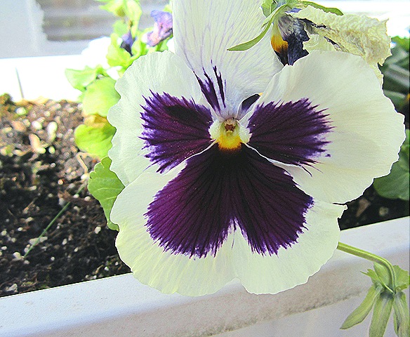 [Pansy_Jan%255B5%255D.jpg]