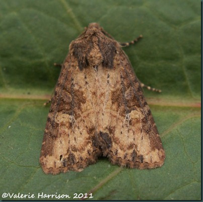 common-lesser-common-rustic common-lesser-common-rustic