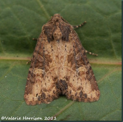 common-lesser-common-rustic