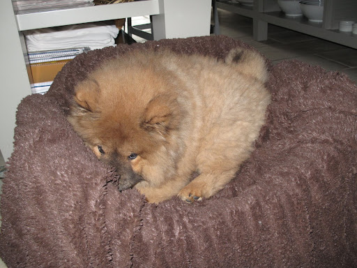 Ahhh!!!  Francesca sure has a nice bed!  This faux fur is simply luxurious.  I can't wait to see her face when she smells that I have been here.