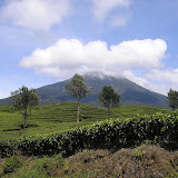 Dempo seen from Pagaralam tea plantations (Daniel Quinn, October 2011)