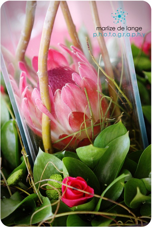 [IMG_8707%2520a%255B11%255D.jpg]