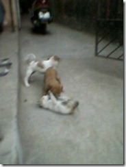 kitten_and_puppies_playing (5) kitten_and_puppies_playing (5)