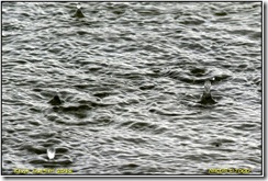 Brandon Marsh D7000 X2  17-04-2012 14-59-59