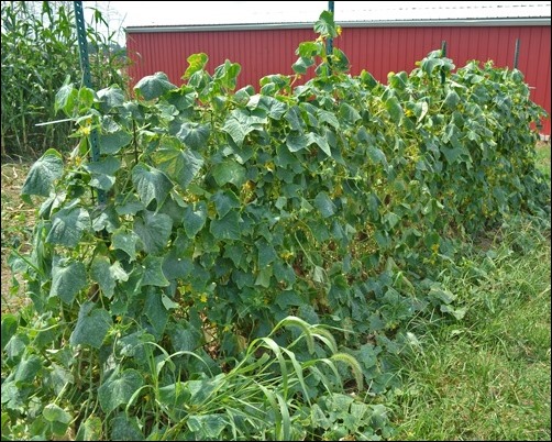 cucumber wall