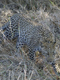 South Africa - 509.JPG