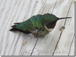hummingbird hummingbird