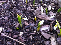 snowdrops