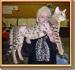 savannah cat 2