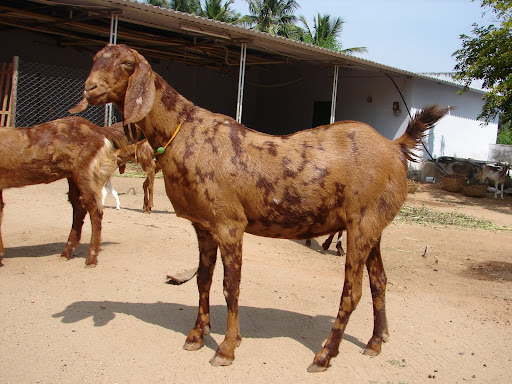 Sojat Goat