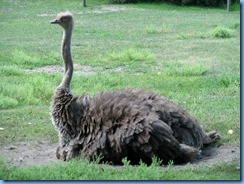 0267 Alberta Calgary - Calgary Zoo Destination Africa - African Savannah - Ostrich