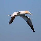 Northern gannet