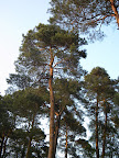 DSCN4726.JPG