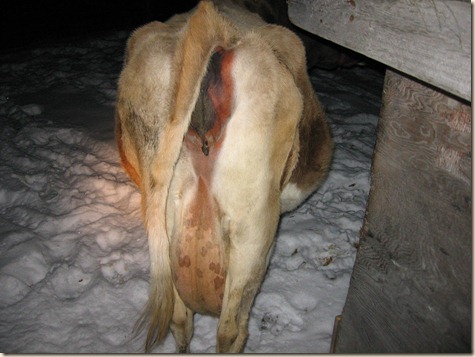 cow progress 040