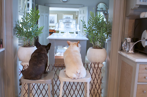 Well, here it is the Monday after Thanksgiving and the beautiful houseplants from the greenhouse are still on display. Well, here it is the Monday after Thanksgiving and the beautiful houseplants from the greenhouse are still on display.