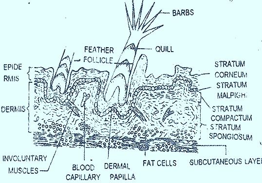 bird-skin-section bird-skin-section