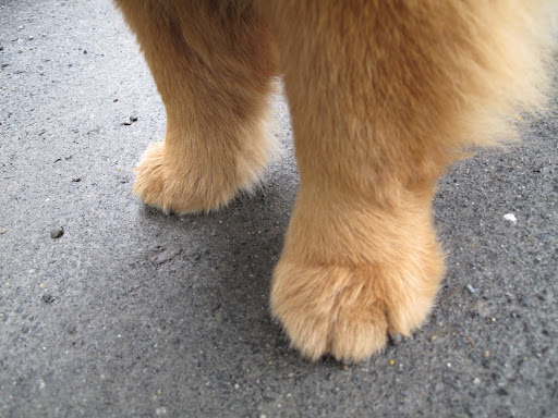 My poor paws are feeling like old dogs!
