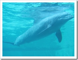 Florida vacation Epcot dolphin in tank closup