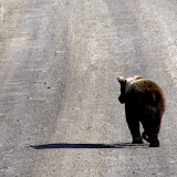 Urso na Dalton Highway