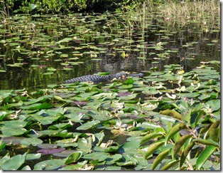 Lily Pad and Gators