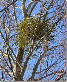 486px-MistletoeInSilverBirch 486px-MistletoeInSilverBirch