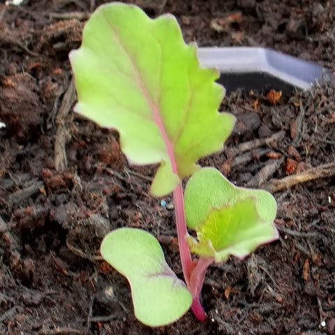 scarlet kale