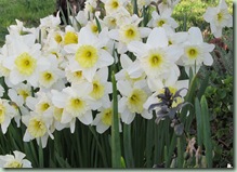 IMG_0527 IMG_0527