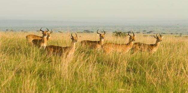 [Wildlife%2520in%2520India%255B4%255D.jpg]