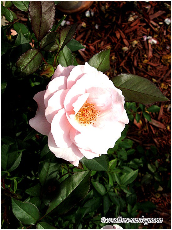 [IMG_0981%255B3%255D.jpg]