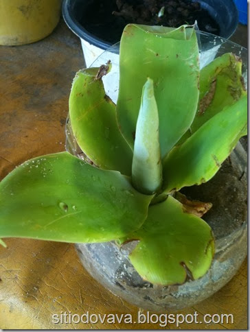bromelia bromelia