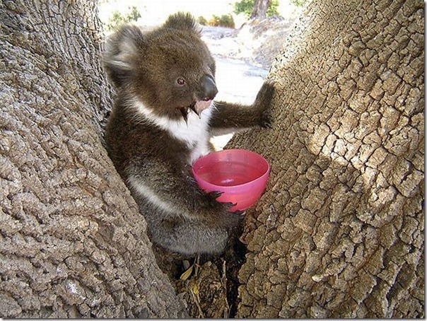 Adoraveis Koalas (8)