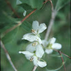 Mock_Orange_Littleleaf_5.jpg