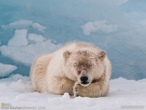 wallpapers national geographic desbaratinando  (3)