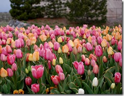 tulips23