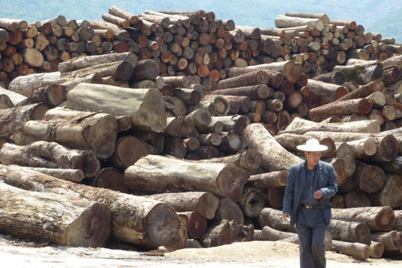 Logs smuggled across the border from Myanmar to China. Photo © EIA via mongabay.com