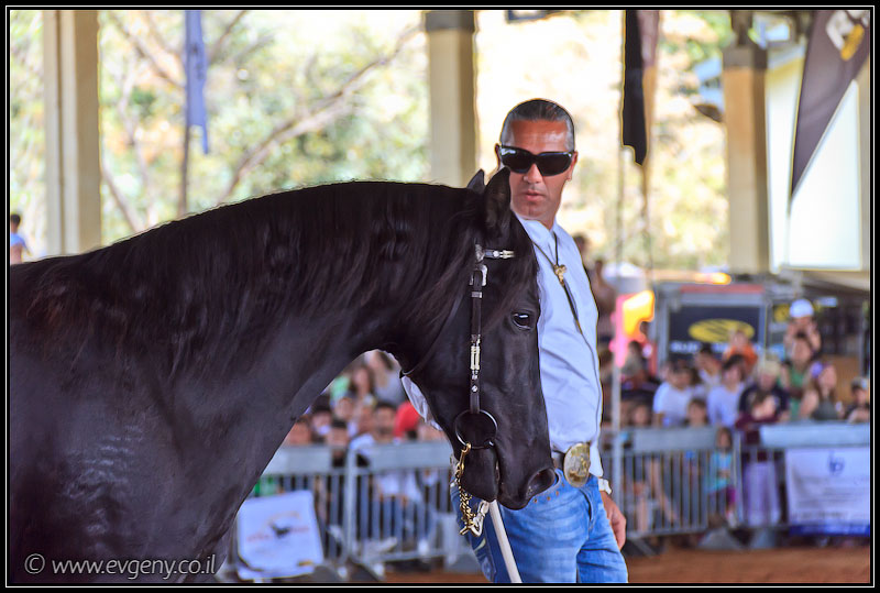 il/Фото: Stallion Show 2011 (20110416 stllion show 058 2219)