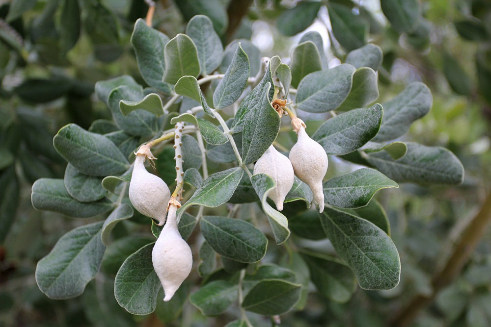 [120728_ArizonaSonoraDesertMuseum_Sophora-secundiflora_02%255B2%255D.jpg]