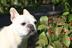You know, Franny, I think I like the spring flowers better than the fall fruit.  These bright red berries remind me of Christmas.