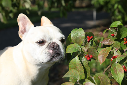You know, Franny, I think I like the spring flowers better than the fall fruit.  These bright red berries remind me of Christmas.