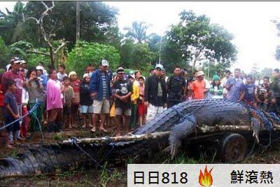 菲律賓 6米巨鱷 活捉